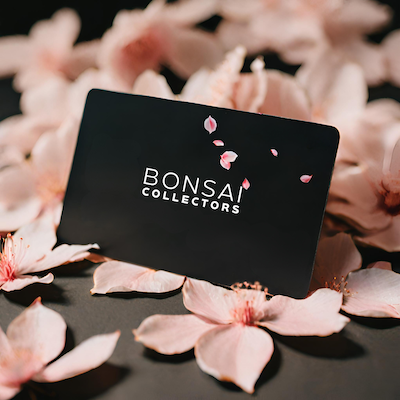 Bonsai Collectors